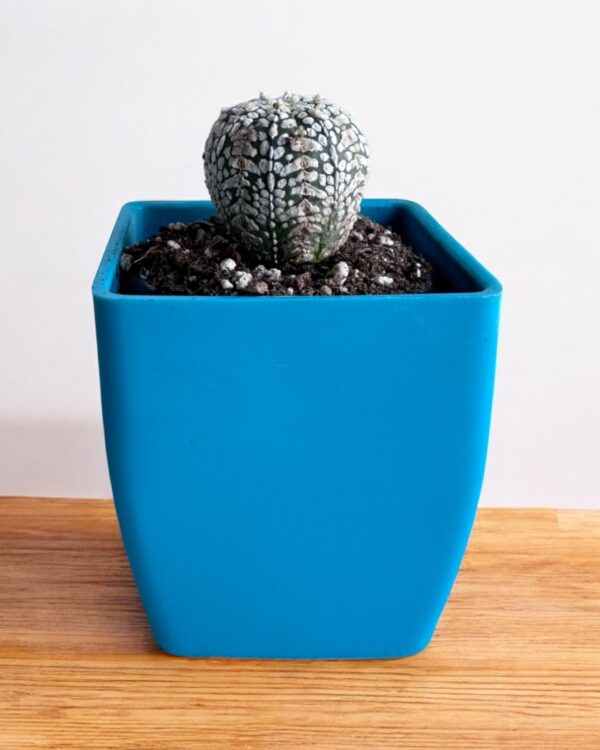 super kabuto elongated in a blue pot