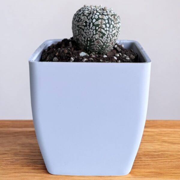 super kabuto elongated in a white pot