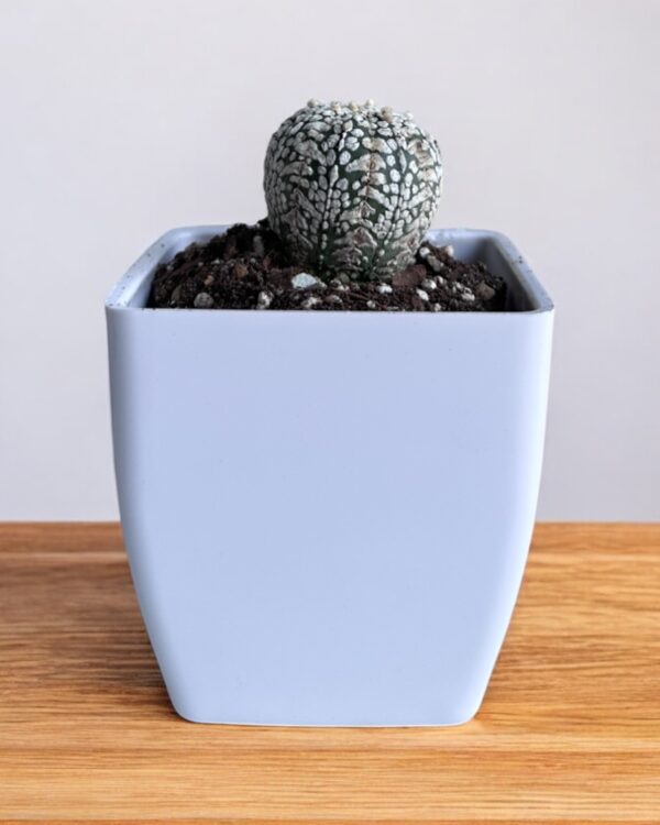 super kabuto elongated in a white pot