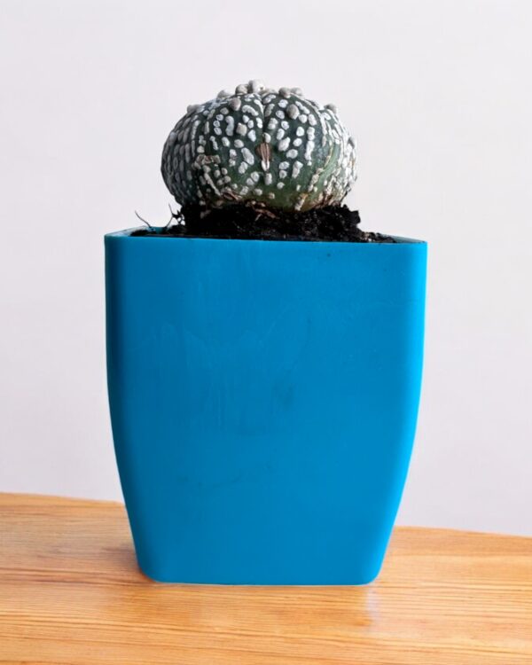 super kabuto round in blue pot