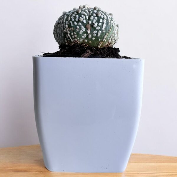 super kabuto round in white pot