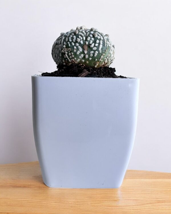 super kabuto round in white pot