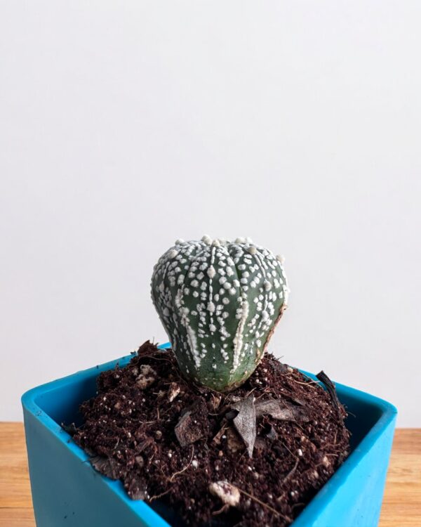 super kabuto elongated in blue pot