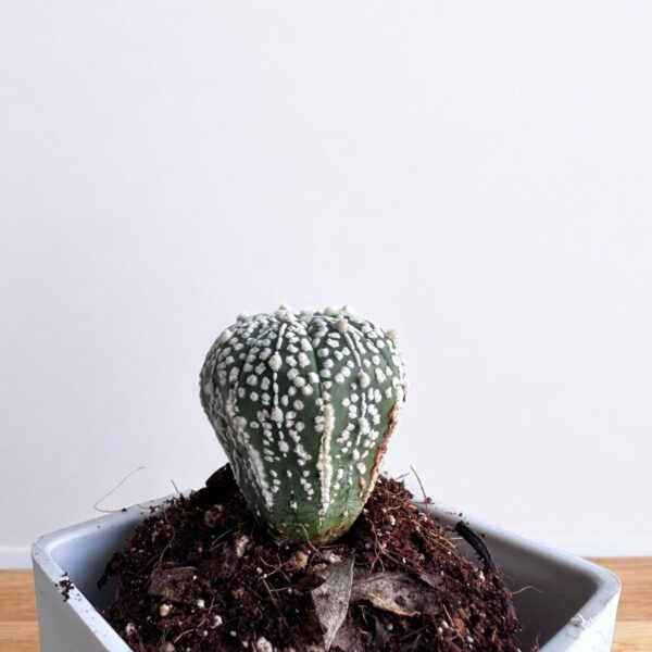 super kabuto elongated in white pot
