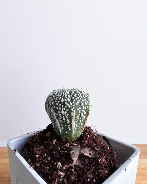 super kabuto elongated in white pot