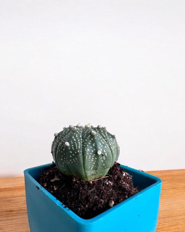 super kabuto in a blue pot