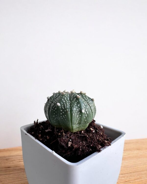 super kabuto in a white pot