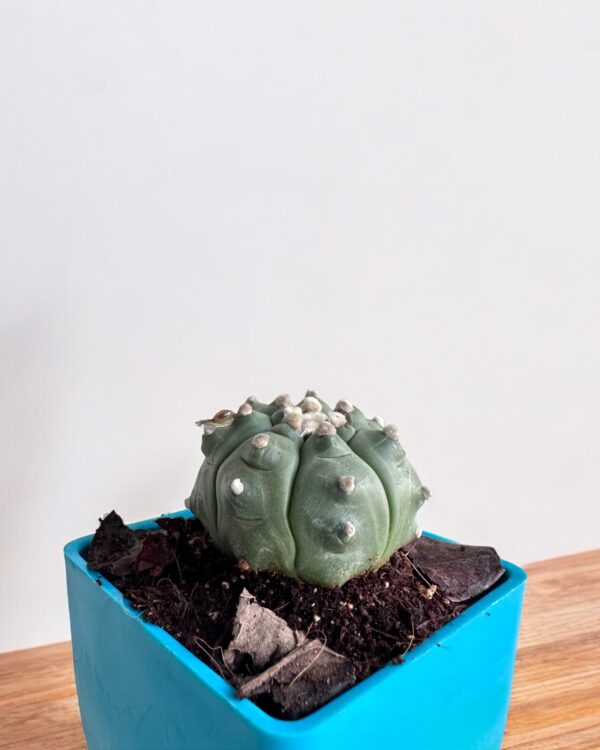 Astrophytum Turtle on a blue pot