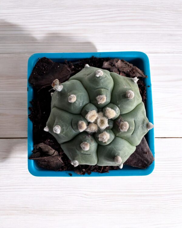 Astrophytum Turtle on a blue pot top view