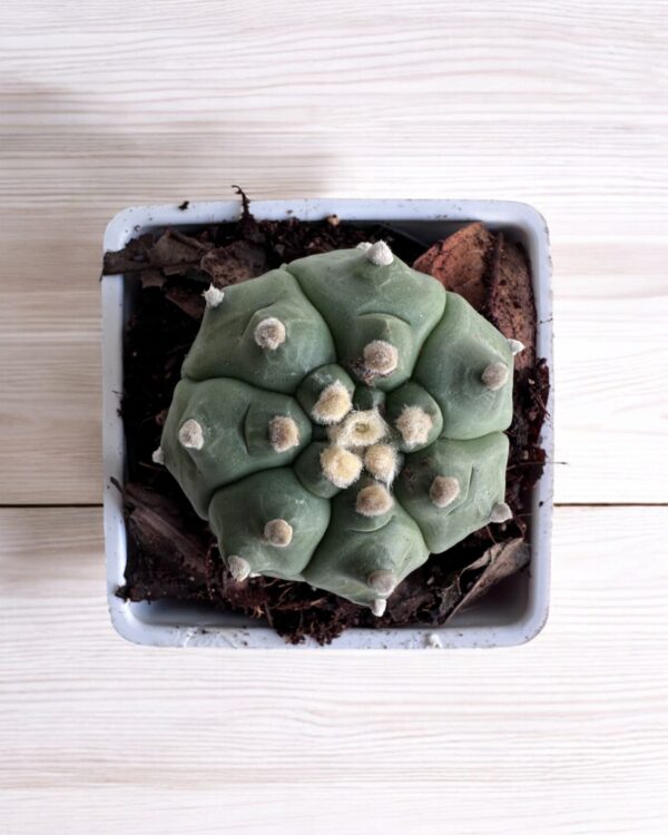 Astrophytum Turtle on a white pot top view