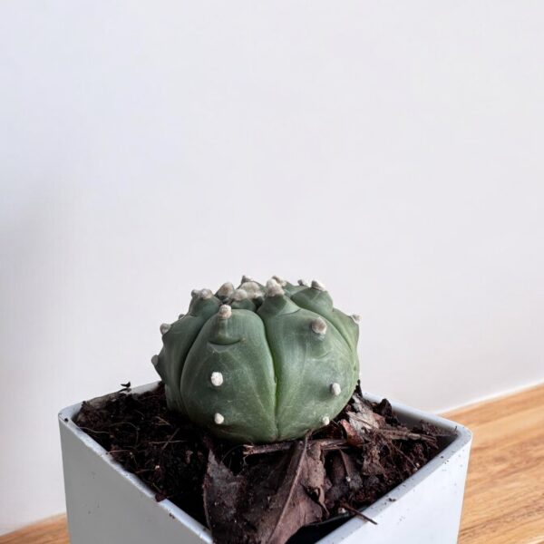 Astrophytum Turtle on a white pot