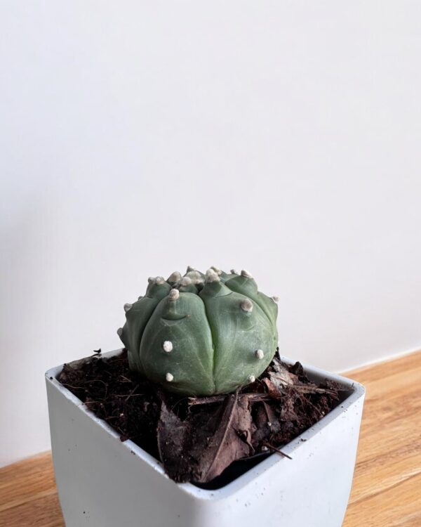 Astrophytum Turtle on a white pot