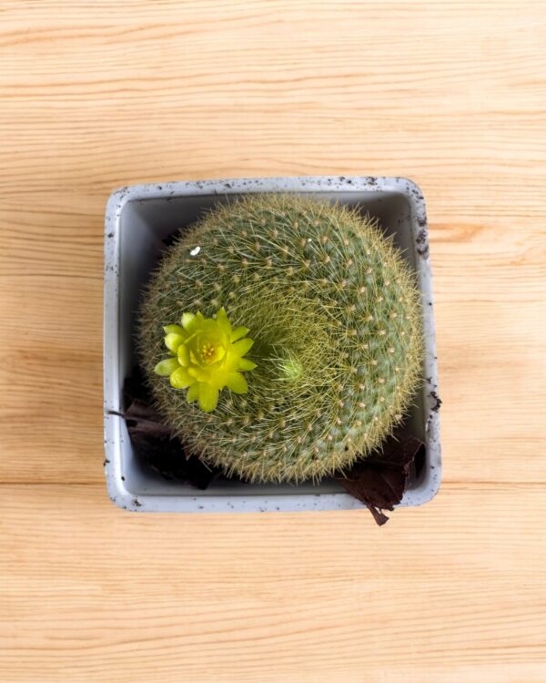 yellow flowering noto cactus top view