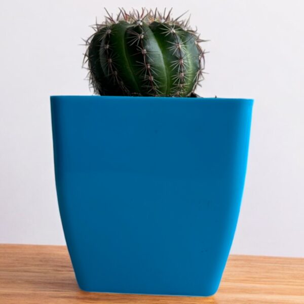 yellow rebutia in a blue pot