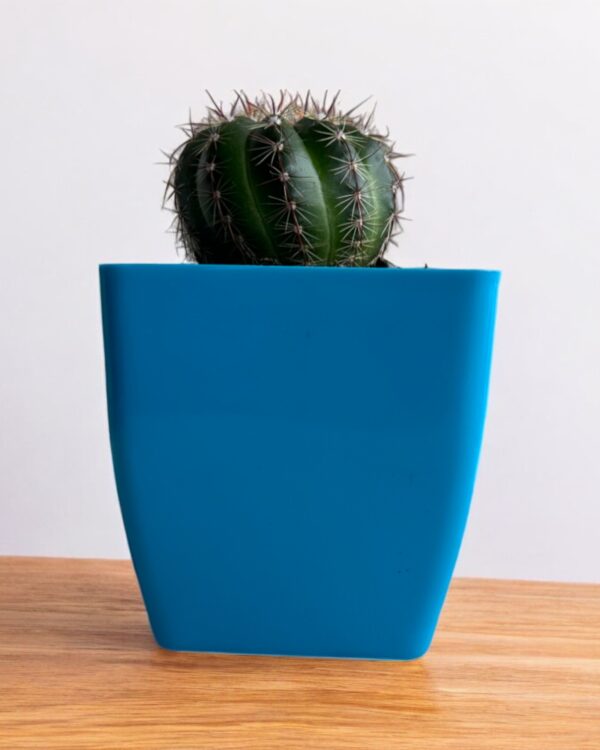 yellow rebutia in a blue pot