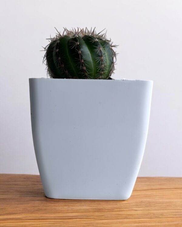 yellow rebutia in a white pot
