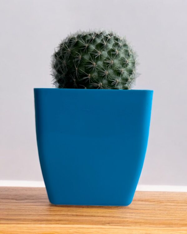 mammillaria in a blue pot