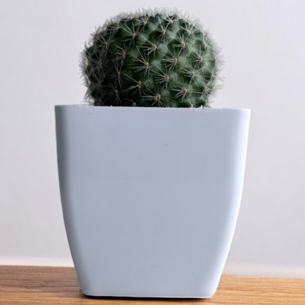 mammillaria in a white pot