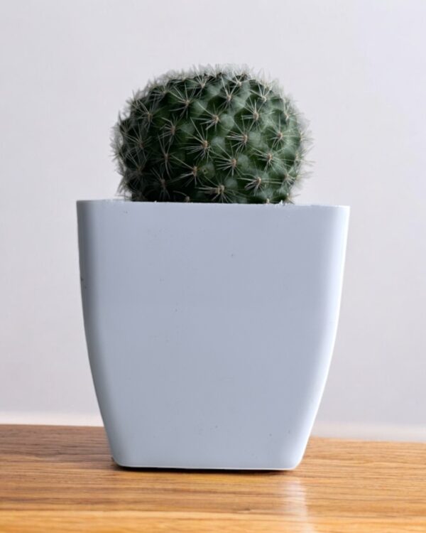mammillaria in a white pot