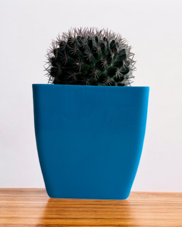 mammillaria in a blue pot