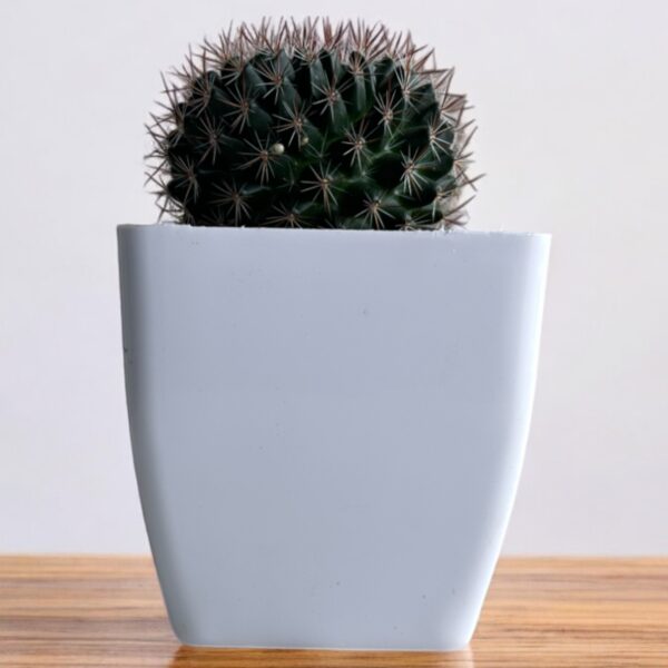 mammillaria in a white pot