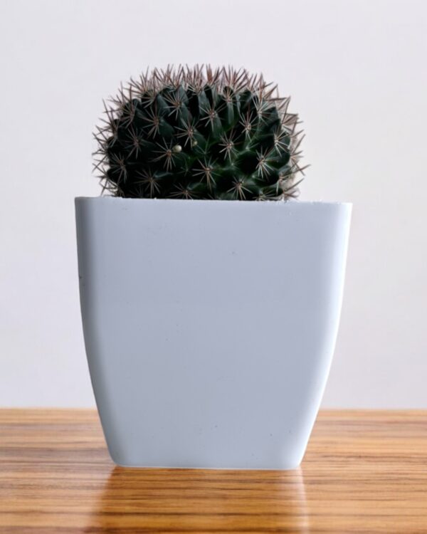 mammillaria in a white pot