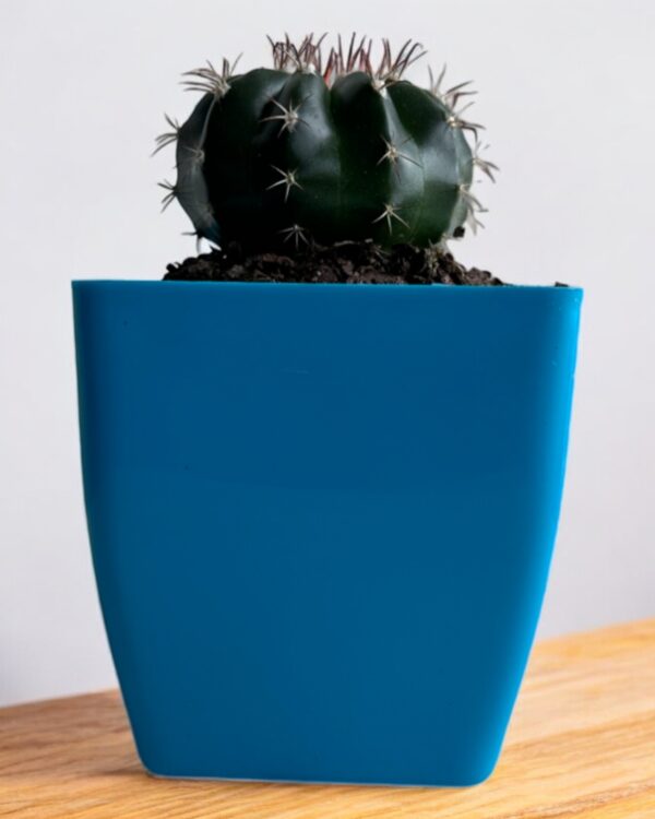 melo cactus in a blue pot