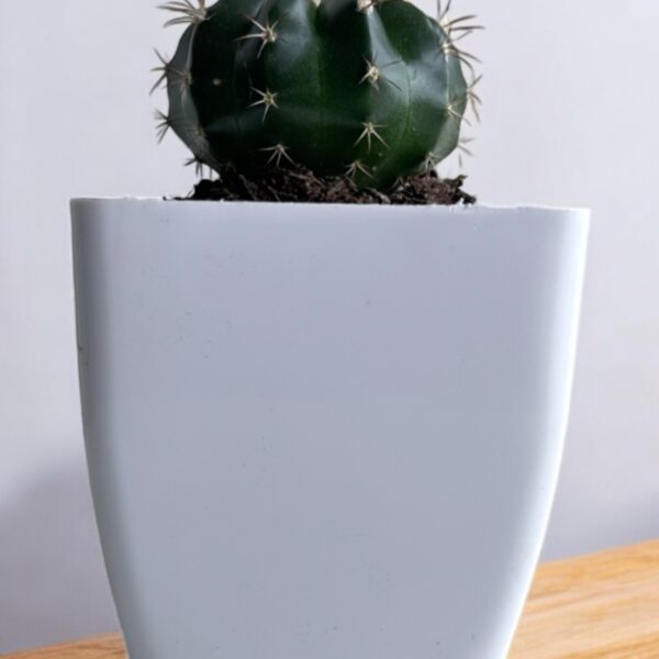 melo cactus in a white pot