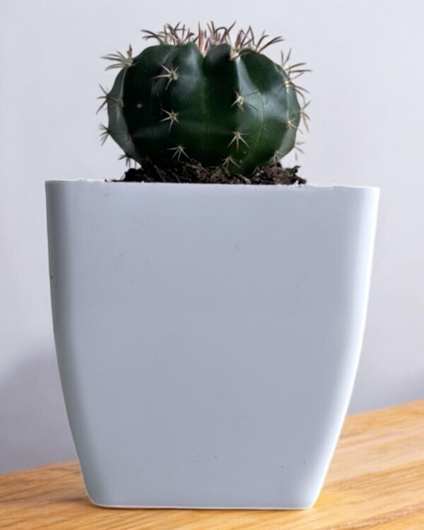 melo cactus in a white pot