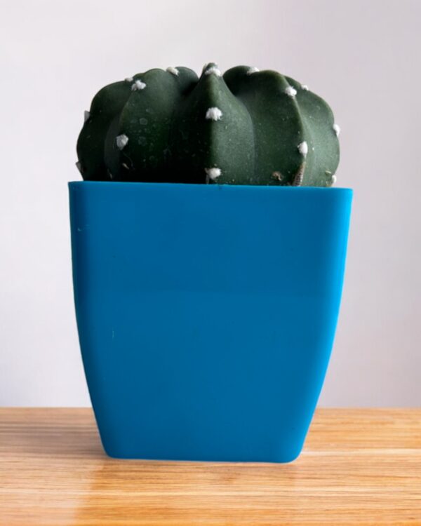 subdunata cactus in a blue pot
