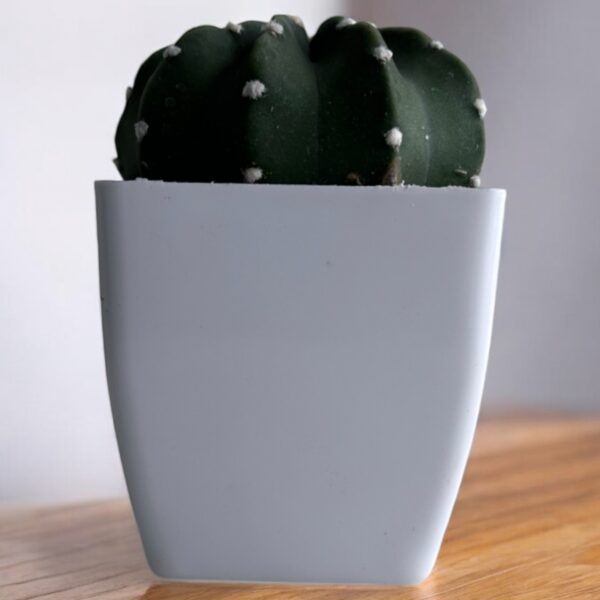subdunata cactus in a white pot