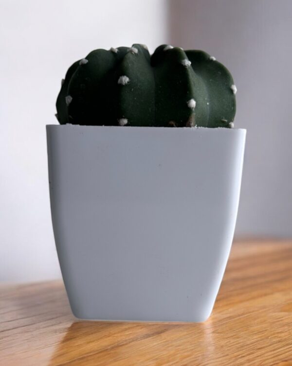 subdunata cactus in a white pot