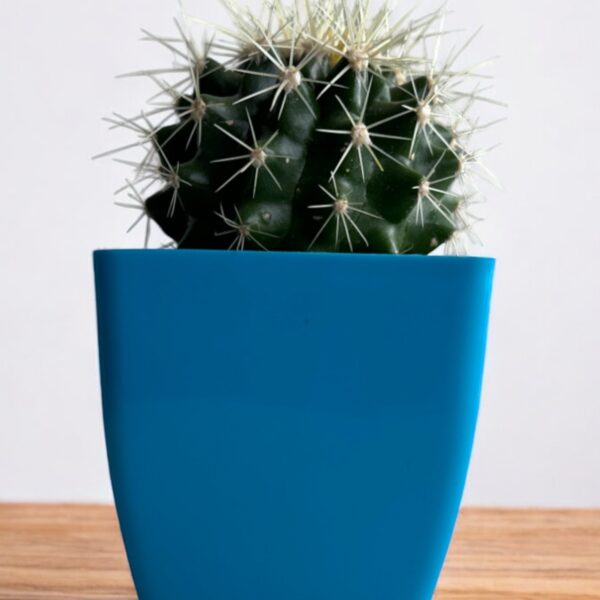 golden barrel on blue pot