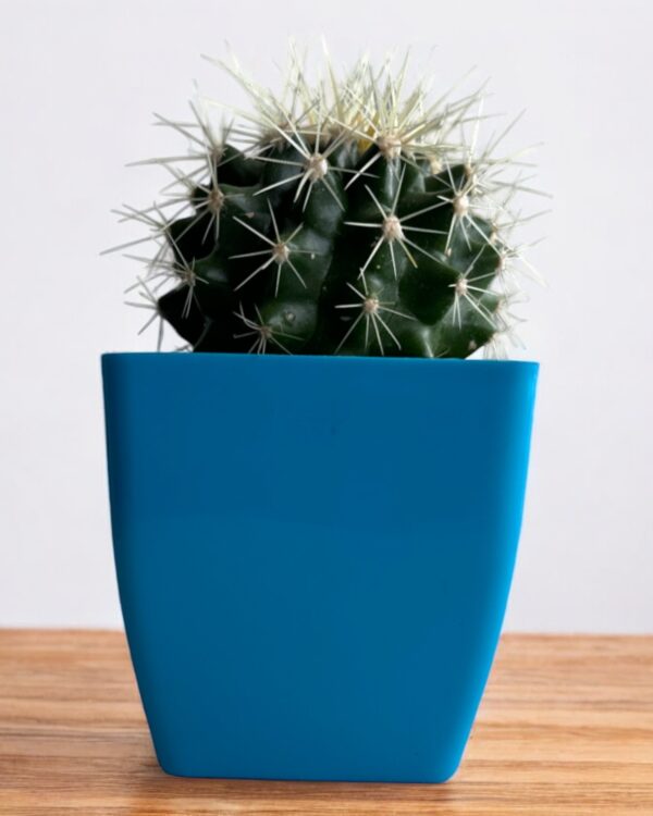 golden barrel on blue pot