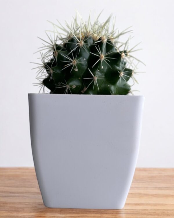 golden barrel on white pot
