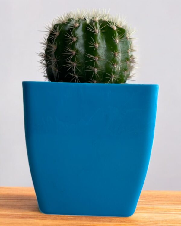 yellow lime cactus in a blue pot