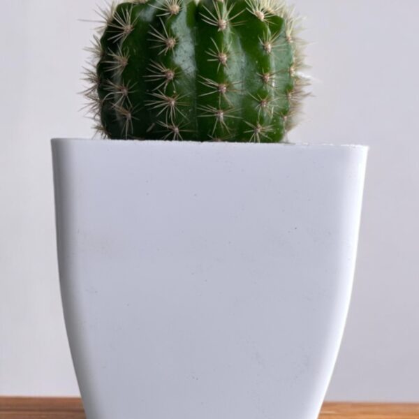 yellow lime cactus in a white pot