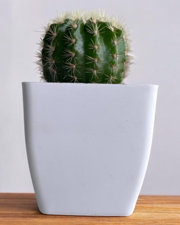 yellow lime cactus in a white pot