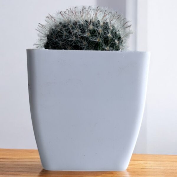 hairy mammillaria in a white pot
