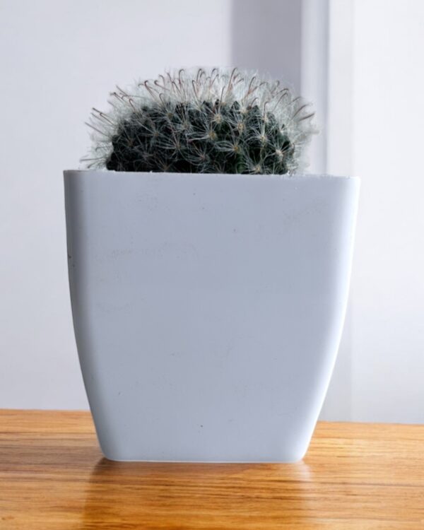 hairy mammillaria in a white pot