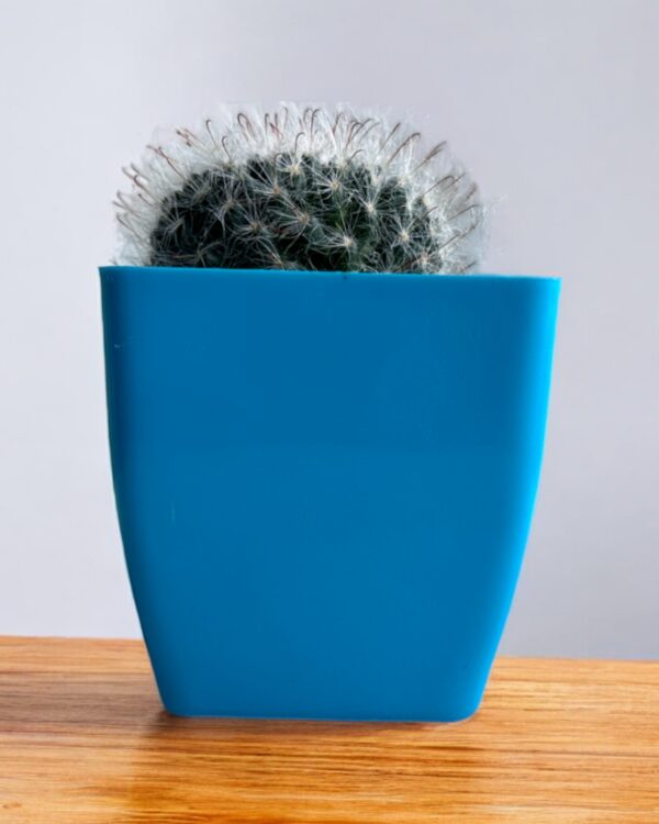 hairy mammallaria in a blue pot