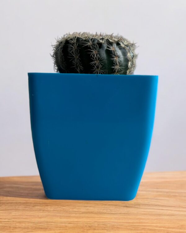 rebutia in a blue pot