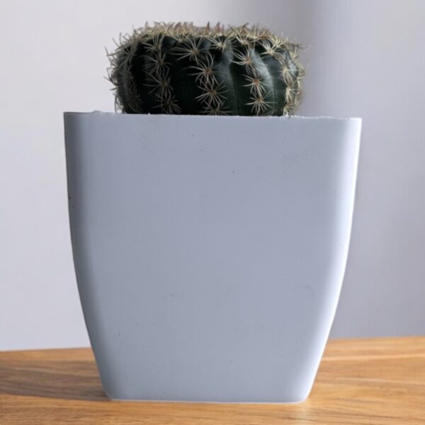 rebutia in a white pot