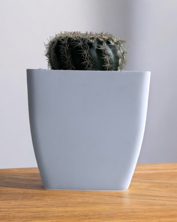 rebutia in a white pot