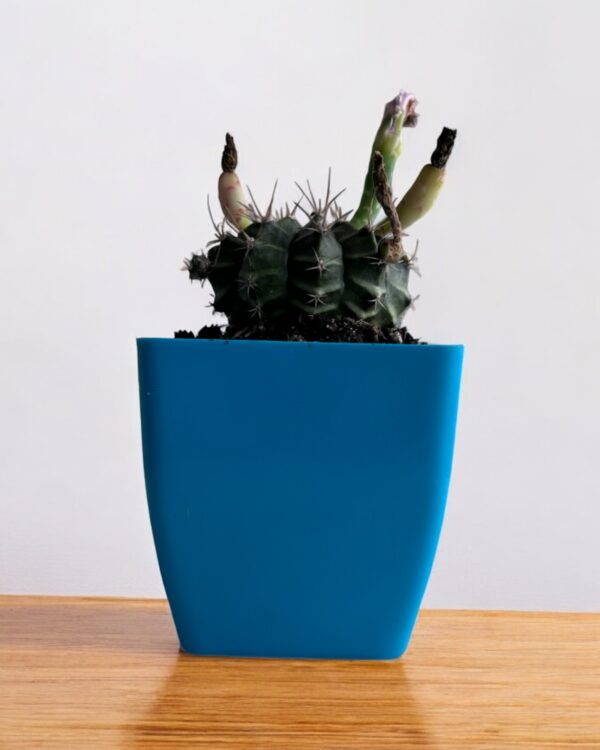 gymno cactus in a blue pot