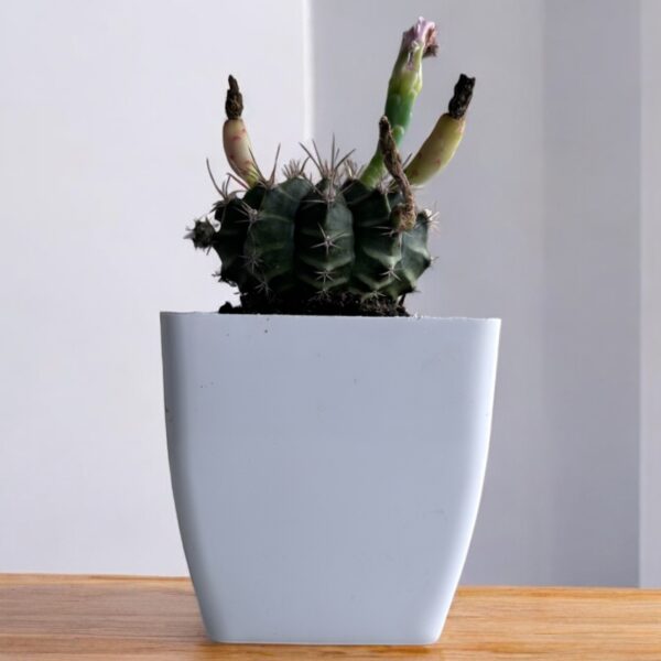 gymno cactus in a white pot