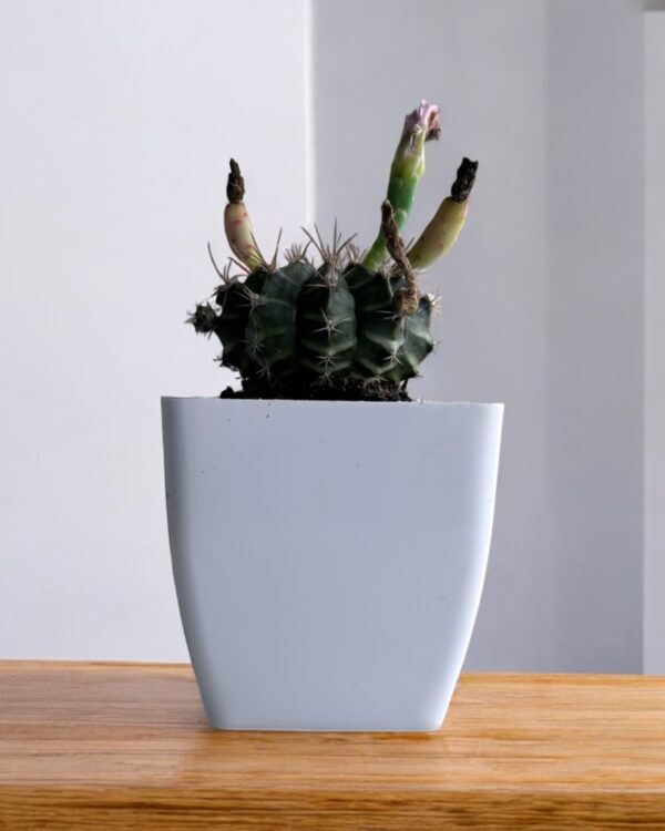 gymno cactus in a white pot