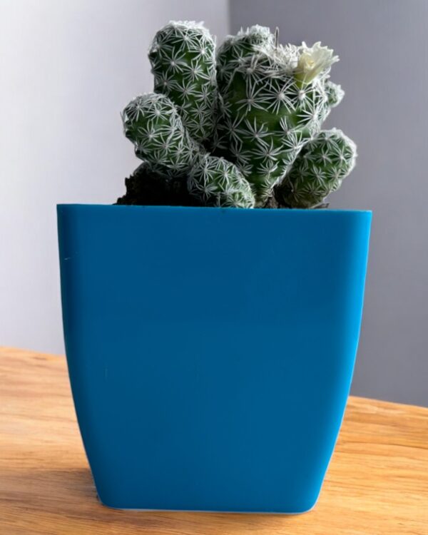 white mammillaria in a blue pot