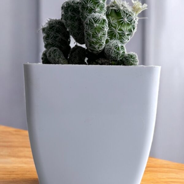 white mammillaria in a white pot