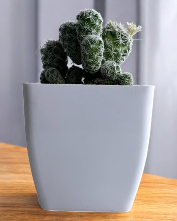 white mammillaria in a white pot